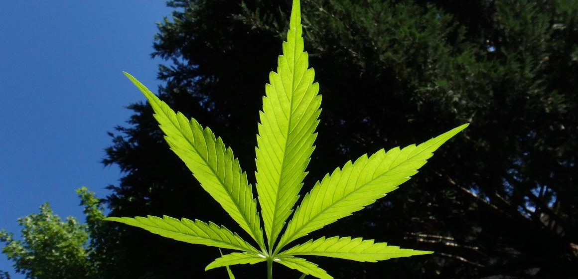 Jak poprawnie dbać o kolekcjonerskie nasiona marihuany?