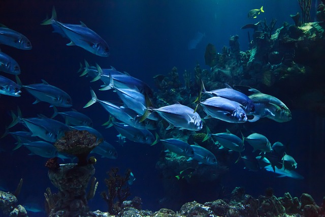 Dekorowanie akwarium: Pomysły na aranżację akwarium
