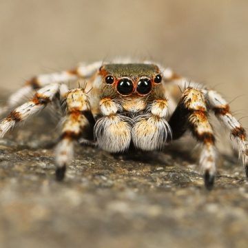 Jak stworzyć idealne warunki życia dla pająka w domu?