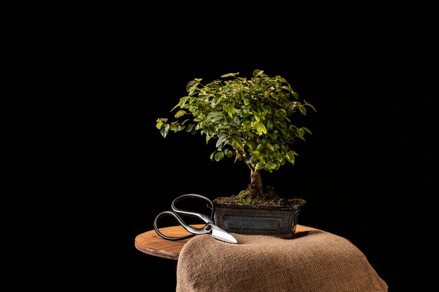 Sztuka bonsai: jak zacząć swoją przygodę z miniaturowymi drzewkami